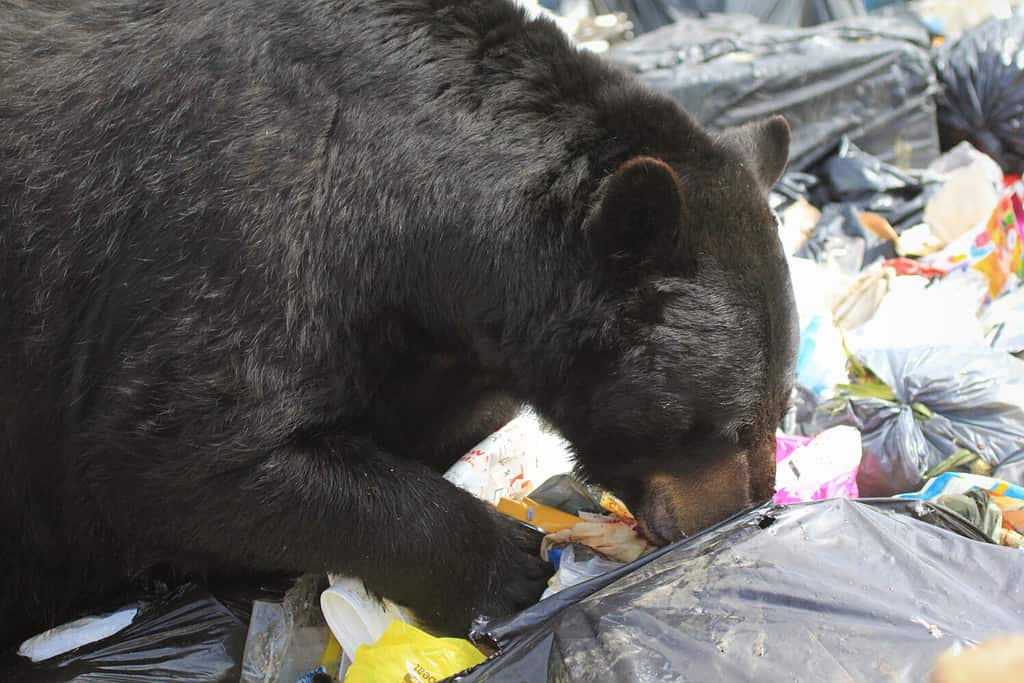 Woman Walks Out and Finds Bear Asleep in Her Front Yard