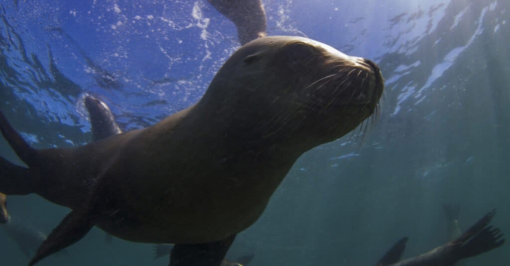 Where Do Sea Lions Live? The 5 Most Common Locations Around the World