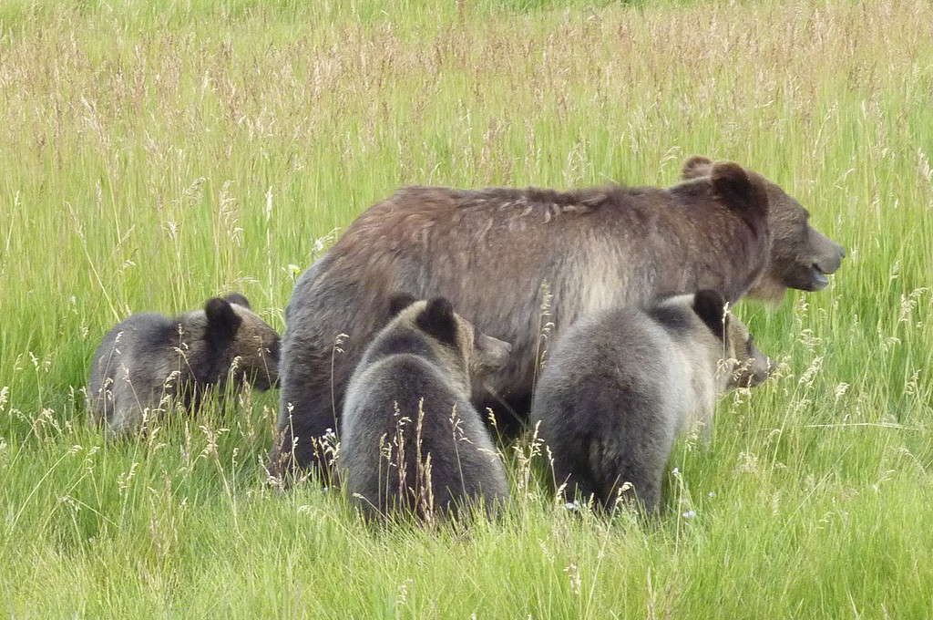 Watch These Grizzly Bear Triplets Stay on High Alert for Each Other While Mom Is Away