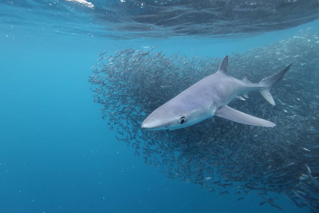 Discover 6 Most Terrifying Shark Attacks in Texas