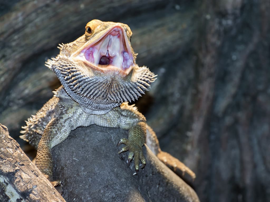 Were Dragons Real? Which Beasts Today Look Like Them?