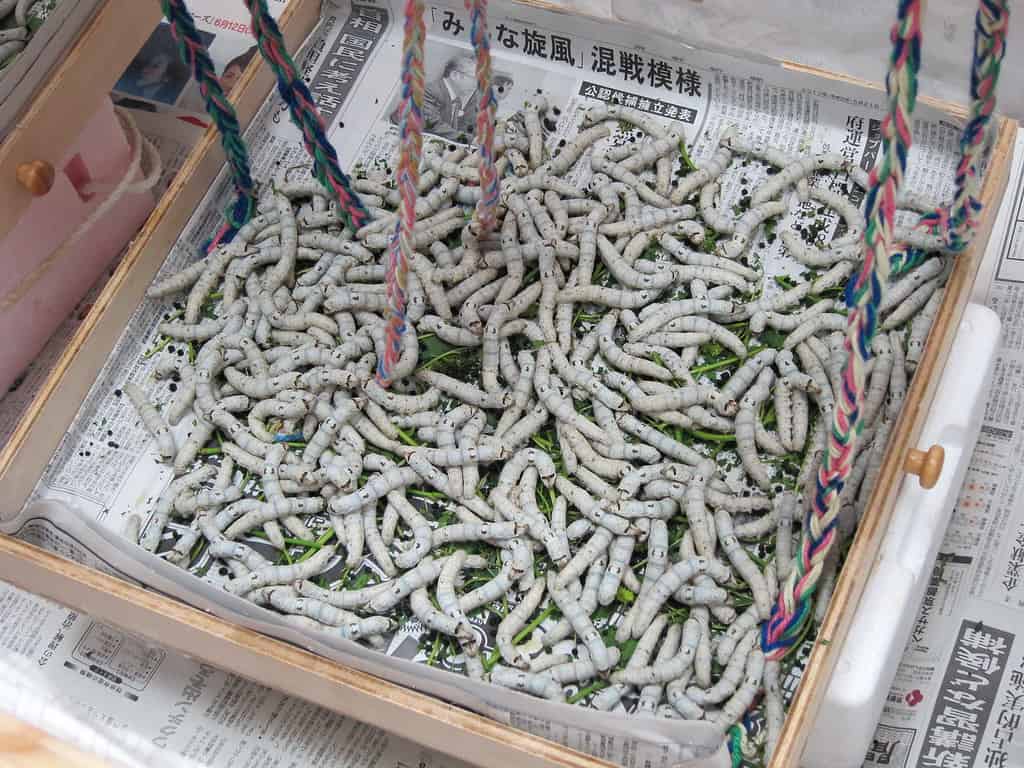 See How the Silkworm is Farmed for Its Incredible Silk in a Japanese Silk Farm