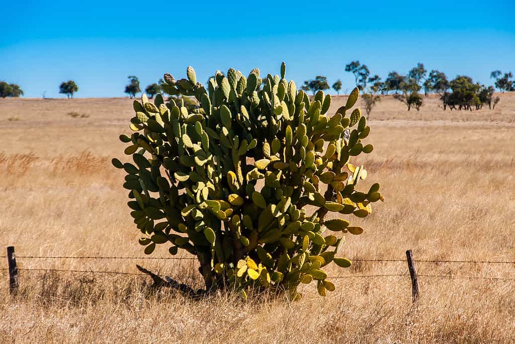 Cacti or Cactuses: Which Plural Form of Cactus Is Correct?