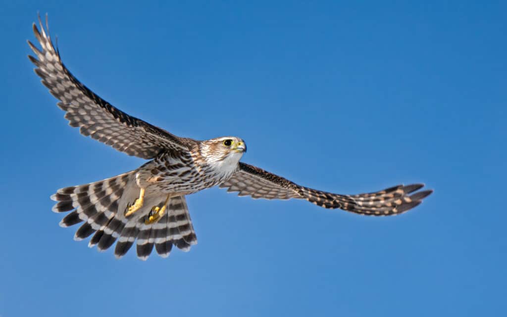 Discover the 5 Types of Falcons Found in California Skies