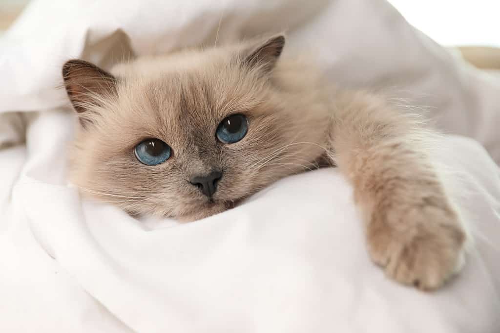 The 13 Best Cat Breeds For Cuddling and Snuggling