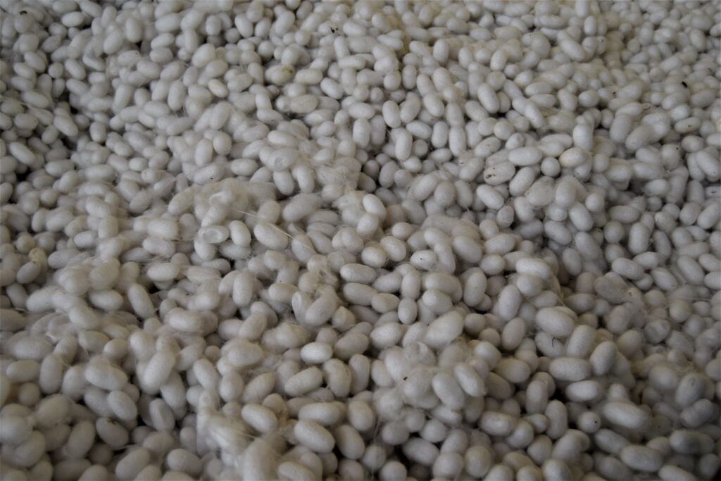 See How the Silkworm is Farmed for Its Incredible Silk in a Japanese Silk Farm