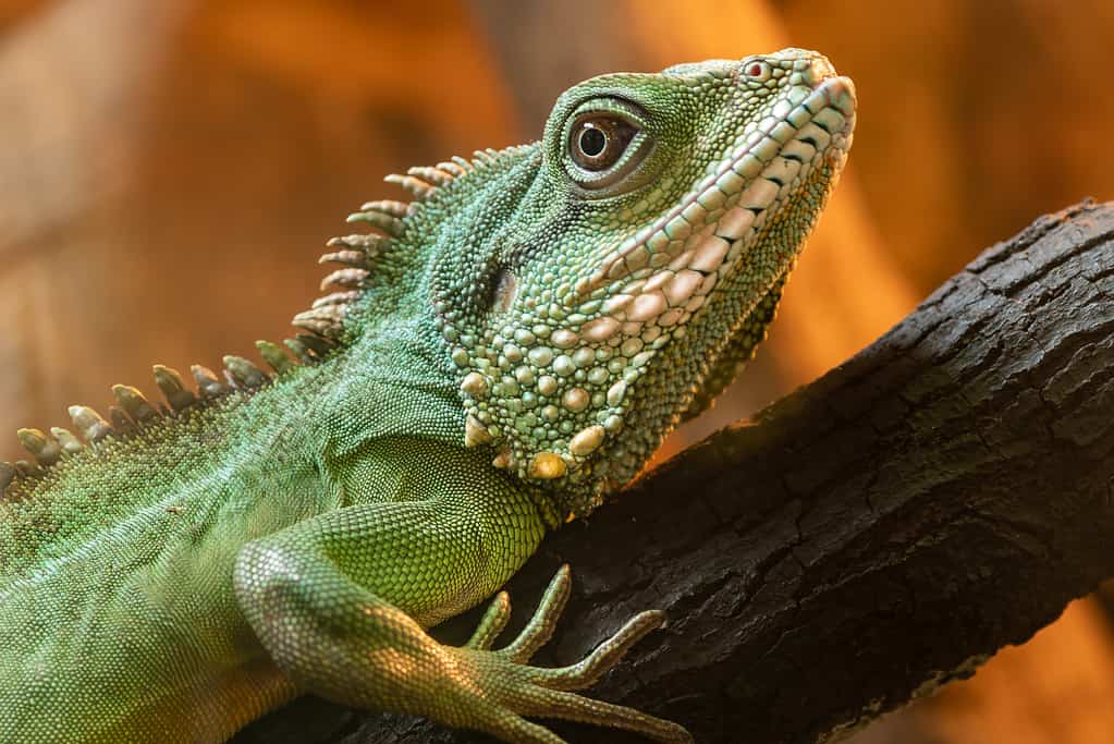 Were Dragons Real? Which Beasts Today Look Like Them?