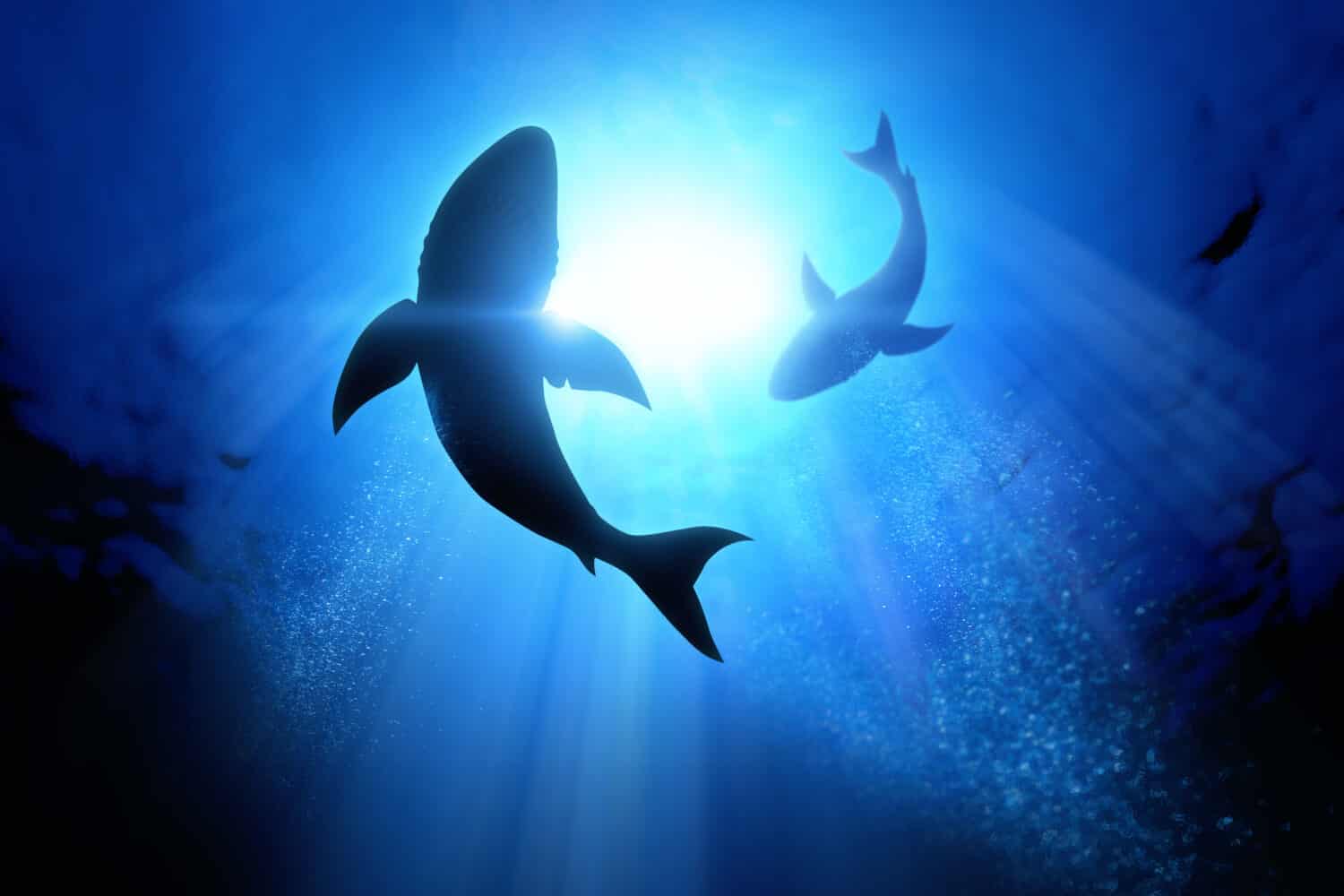 Discover 6 Most Terrifying Shark Attacks in Texas