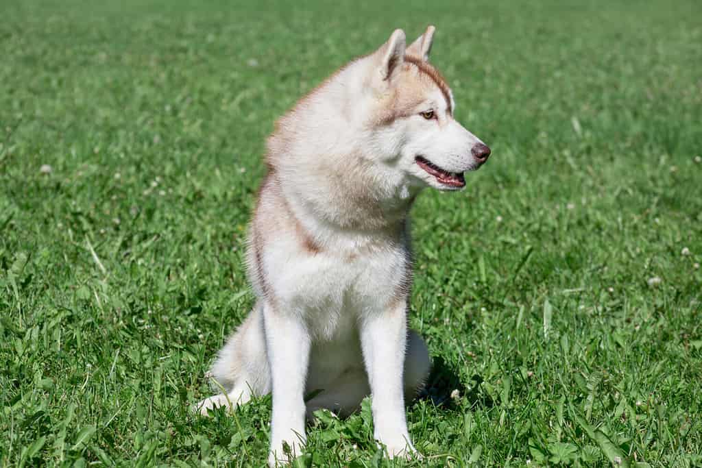 Husky Puppies: Pictures, Adoption Tips, and More!