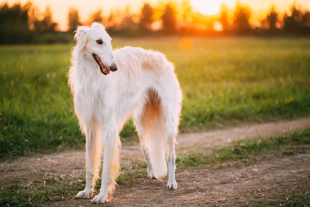 Borzoi: Growth Chart, Milestones, and Training Tips