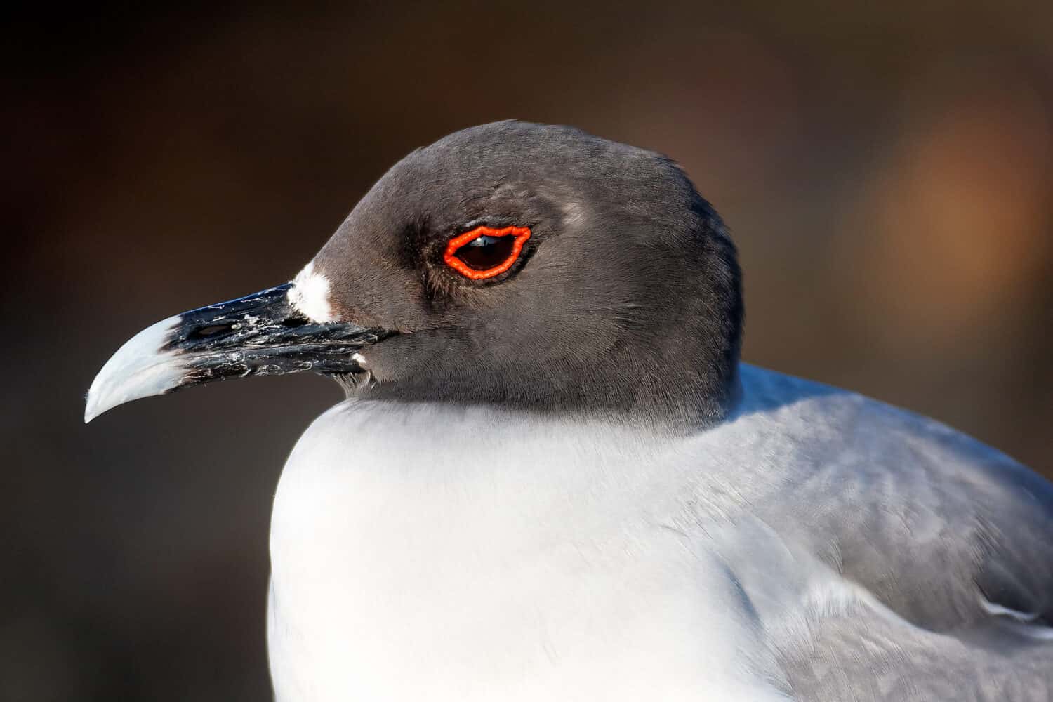 8 Wild Facts About the Swallow-Tailed Gull