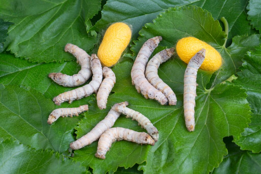 See How the Silkworm is Farmed for Its Incredible Silk in a Japanese Silk Farm