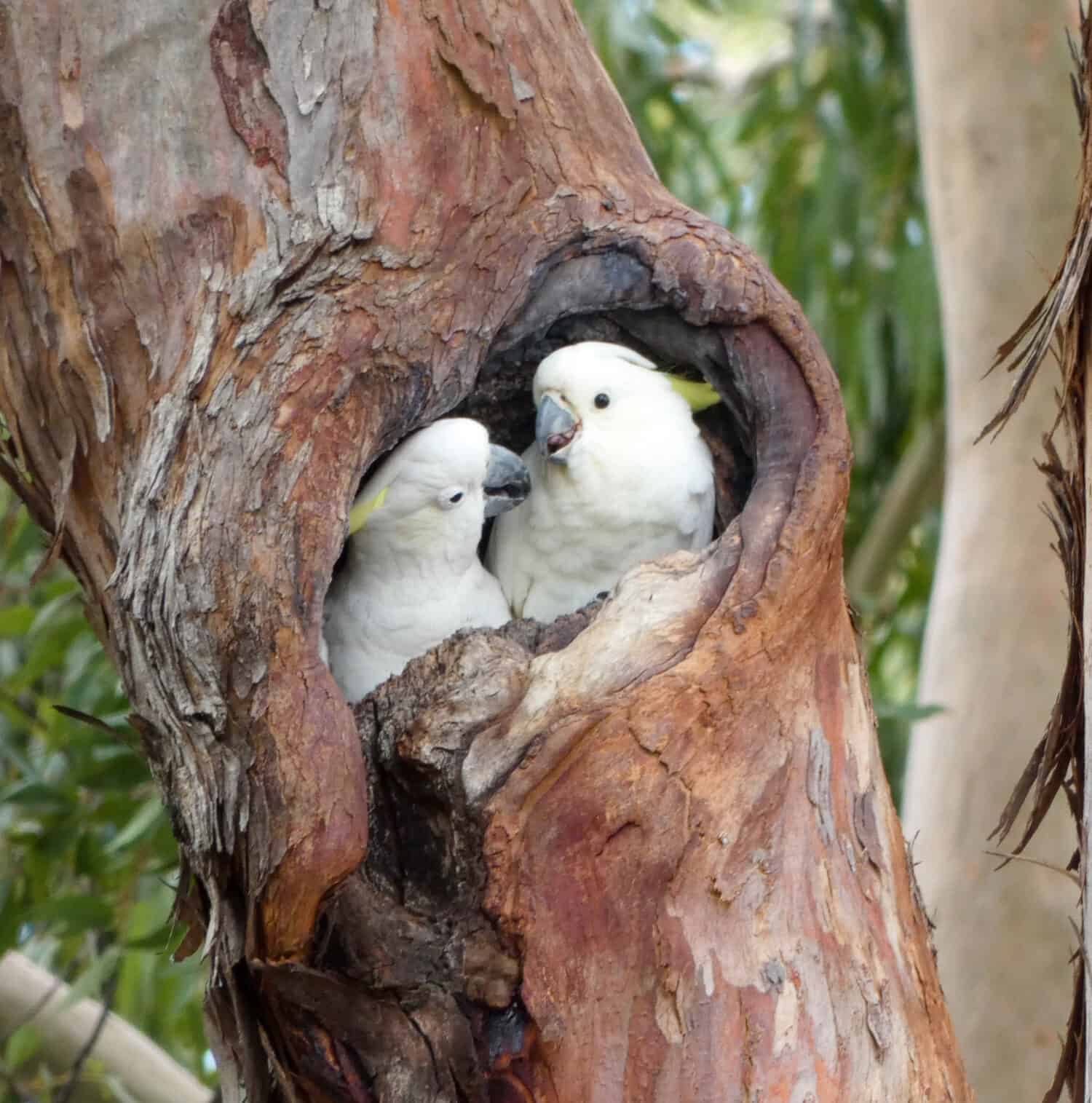 Male vs Female Cockatoos: 5 Key Differences