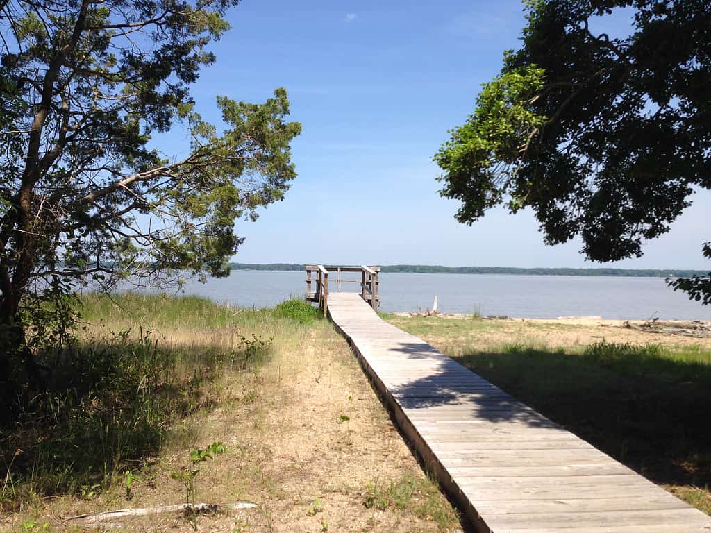 The 5 Best Places and Times to See Bald Eagles in Virginia