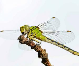 Green Dragonfly: Spiritual Meaning and Symbolism