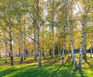 9 Reasons to Think Twice Before Planting a Birch Tree