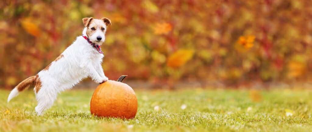 Explore the 10 Best Pumpkin Patches in Pennsylvania For a Great Fall Adventure