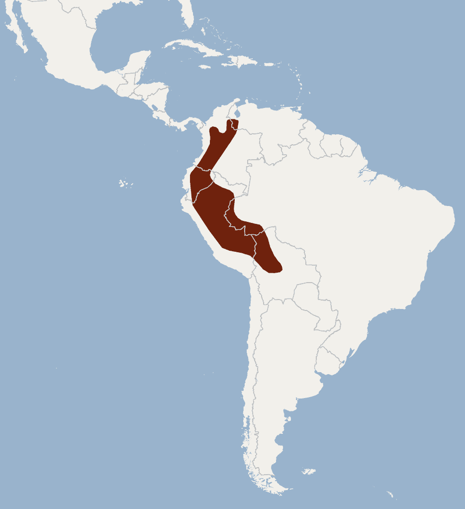 Meet the Pacarana: The Large and Slow-Moving Rodent of South America