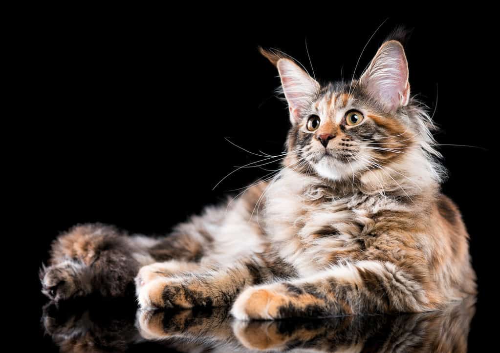 265 Amazing and Clever Maine Coon Cat Names