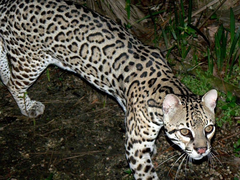 Meet the Pacarana: The Large and Slow-Moving Rodent of South America