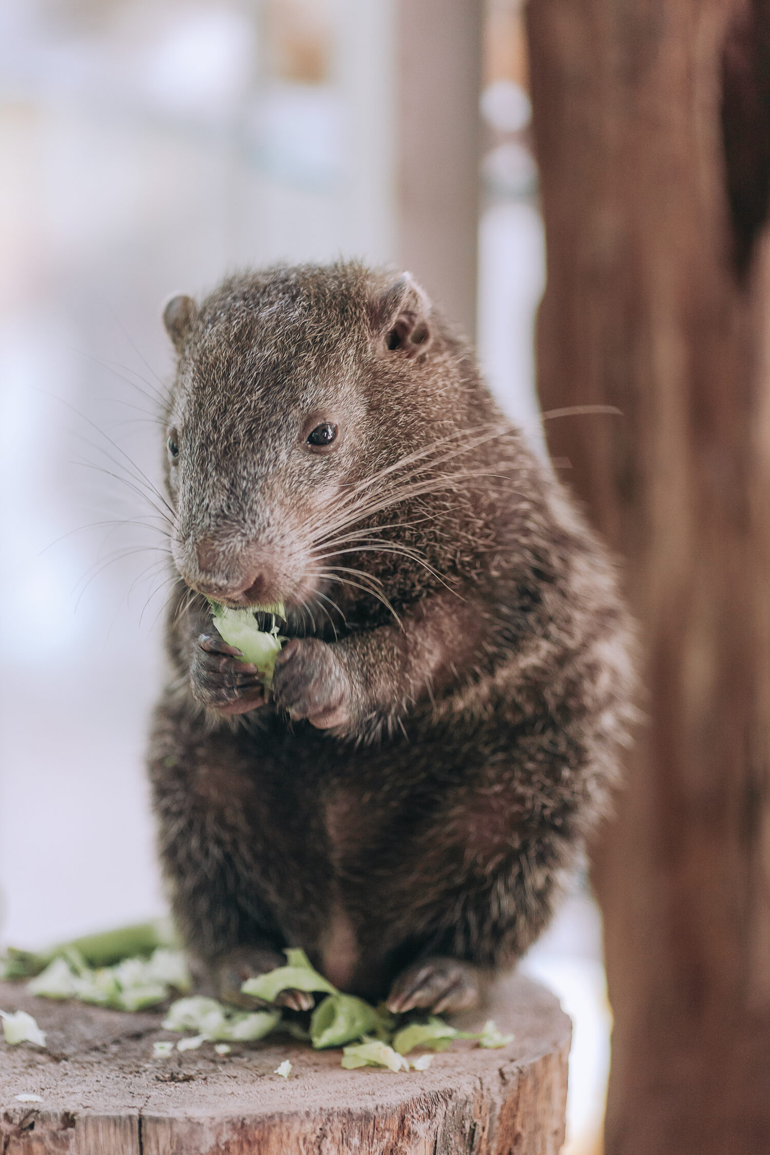 Meet the Pacarana: The Large and Slow-Moving Rodent of South America