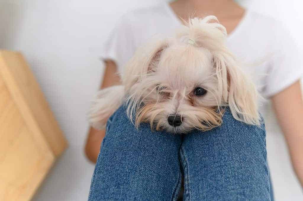 17 Common Maltese Health Problems & Concerns