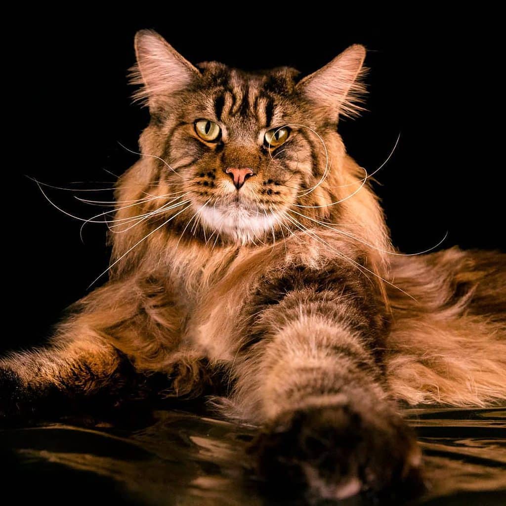 265 Amazing and Clever Maine Coon Cat Names