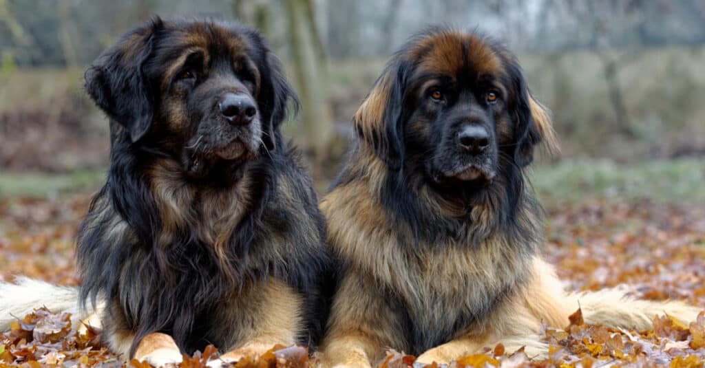 Rottweiler vs. Leonberger: 8 Key Differences