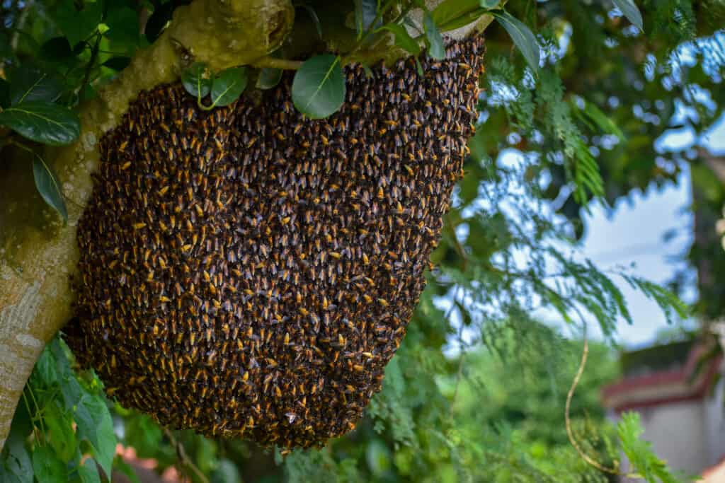 Discover 6 Types of Animal Homes (Nests, Burrows, and More!)