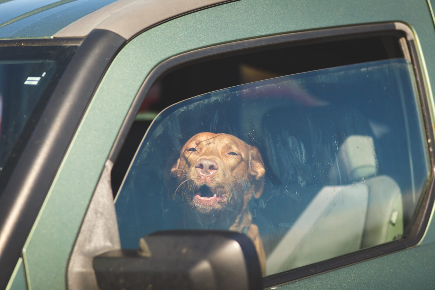 Is It Against the Law To Leave Your Dog In the Car With the Windows Down?