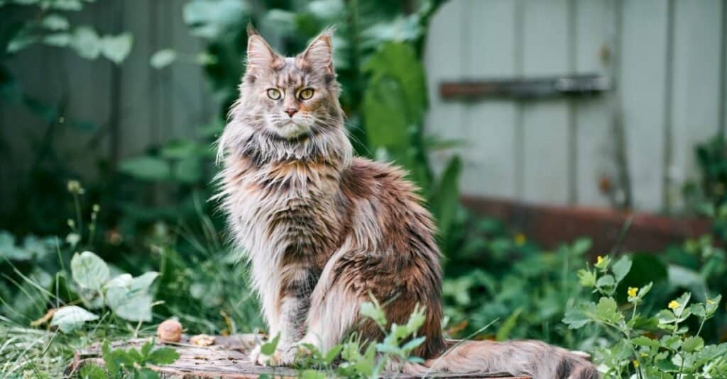 265 Amazing and Clever Maine Coon Cat Names