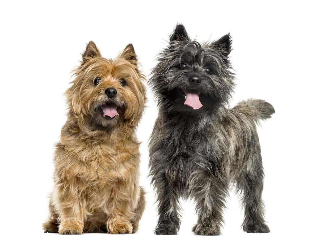 Cairn Terrier Prices in 2023: Purchase Cost, Vet Bills, and More!