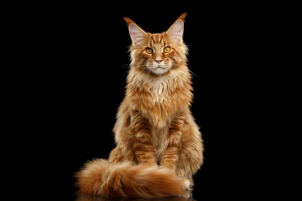 265 Amazing and Clever Maine Coon Cat Names