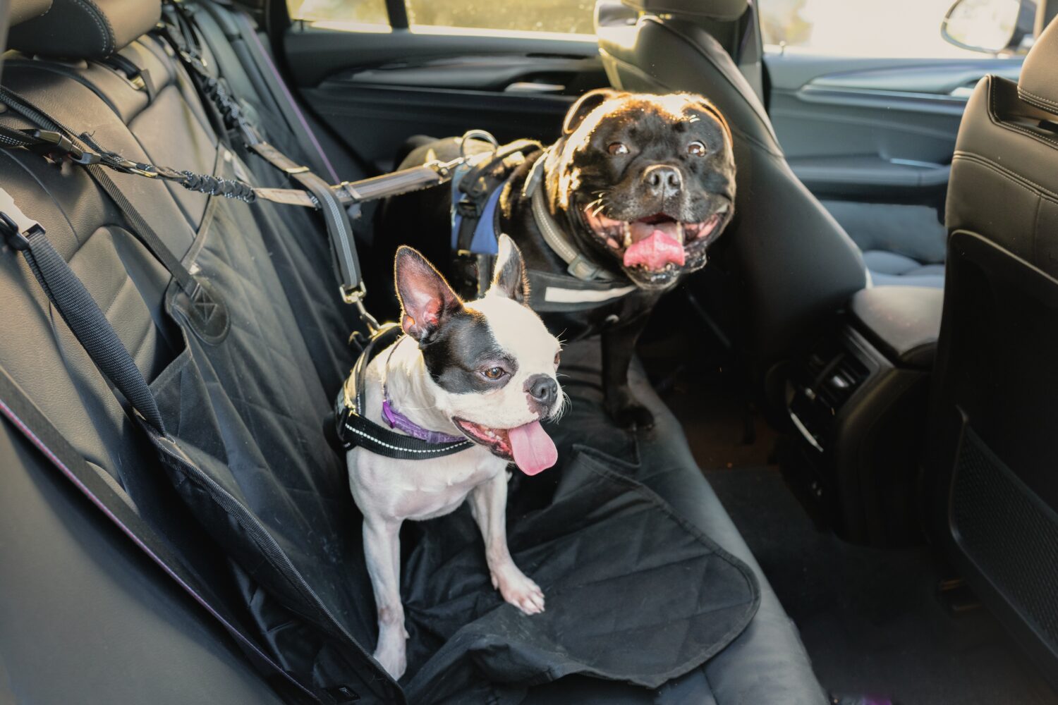 Is It Against the Law To Leave Your Dog In the Car With the Windows Down?