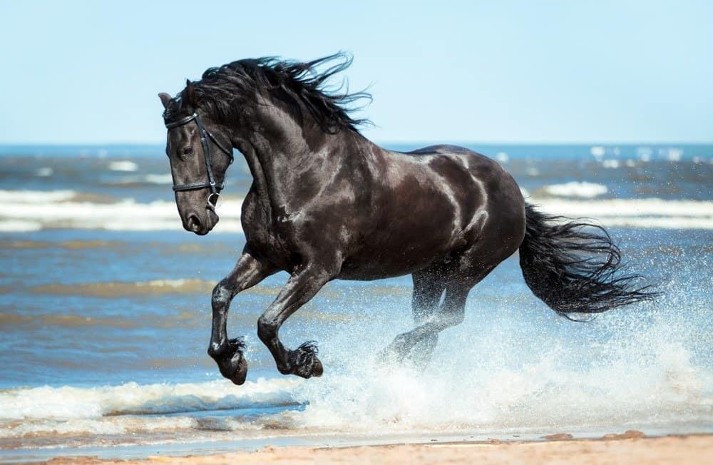 Friesian Horse Prices in 2023: Purchase Cost, Supplies, Food, and More!