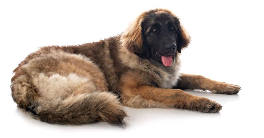 Rottweiler vs. Leonberger: 8 Key Differences