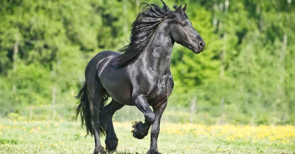 Friesian Horse Prices in 2023: Purchase Cost, Supplies, Food, and More!