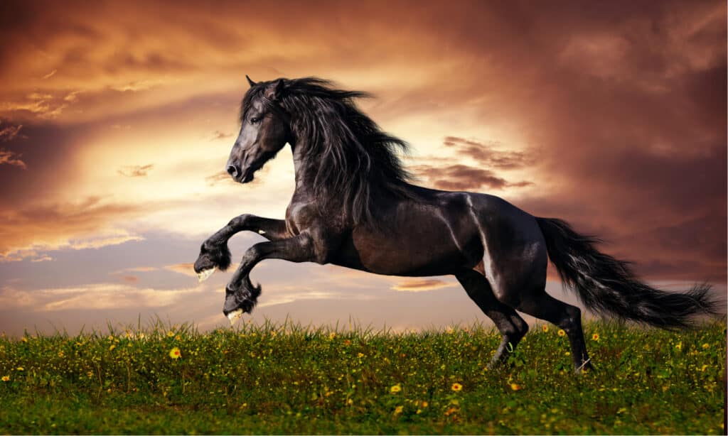 Friesian Horse Prices in 2023: Purchase Cost, Supplies, Food, and More!