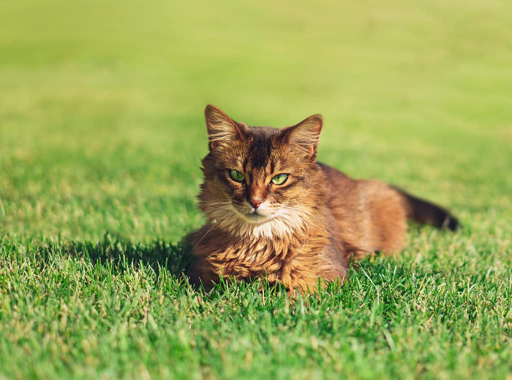 7 Tips to Help Your Cat Safely Explore The Outdoors