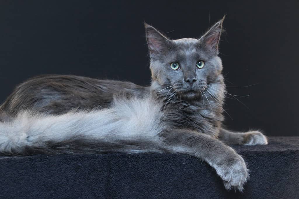 265 Amazing and Clever Maine Coon Cat Names