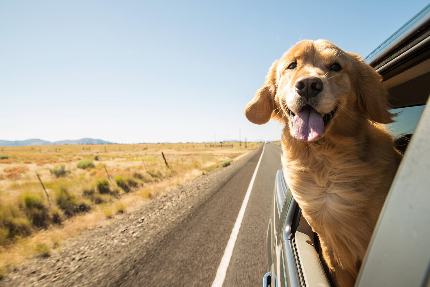 Is It Against the Law To Leave Your Dog In the Car With the Windows Down?