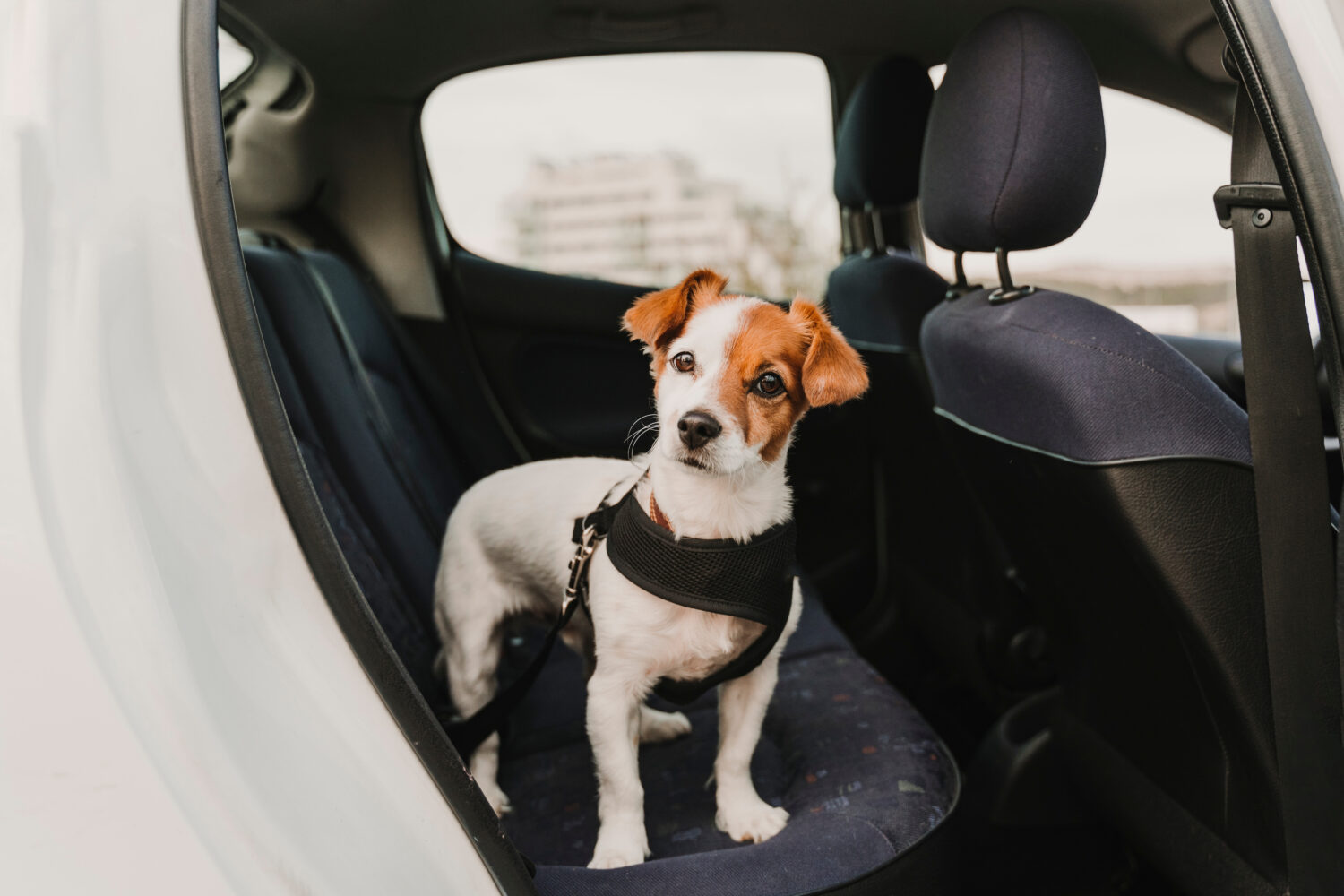 Is It Against the Law To Leave Your Dog In the Car With the Windows Down?