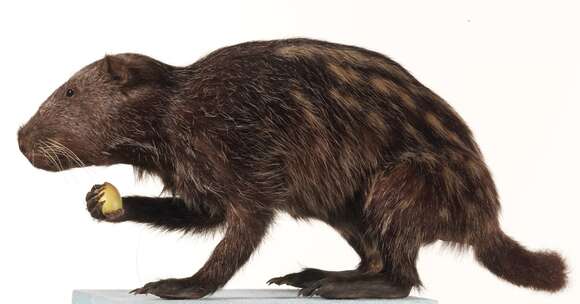 Meet the Pacarana: The Large and Slow-Moving Rodent of South America