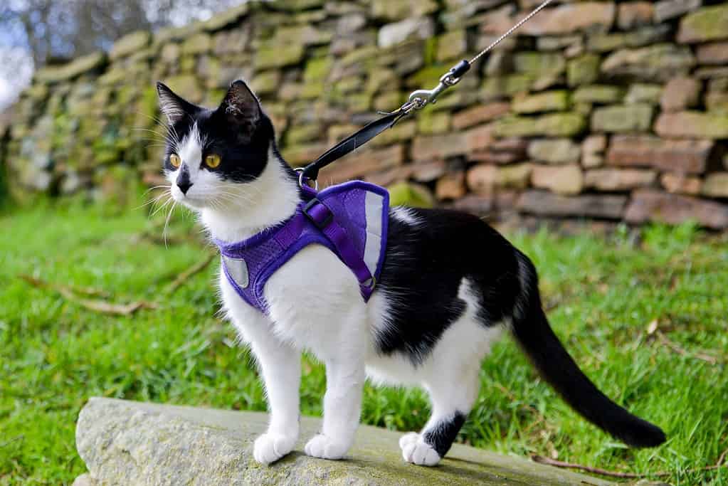 7 Tips to Help Your Cat Safely Explore The Outdoors