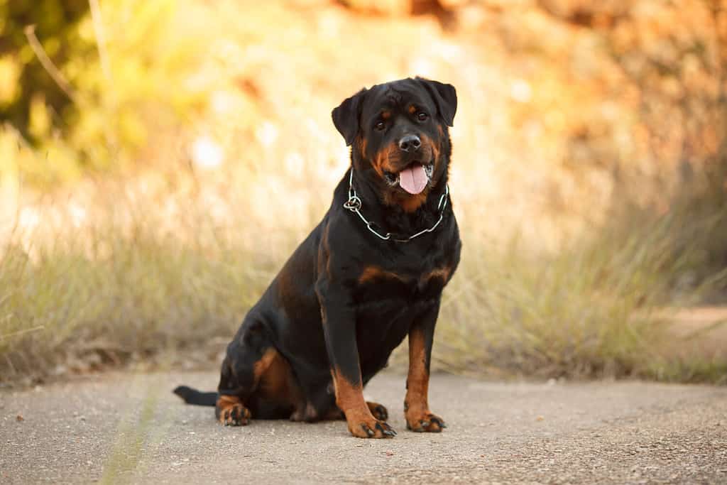 Rottweiler vs. Leonberger: 8 Key Differences