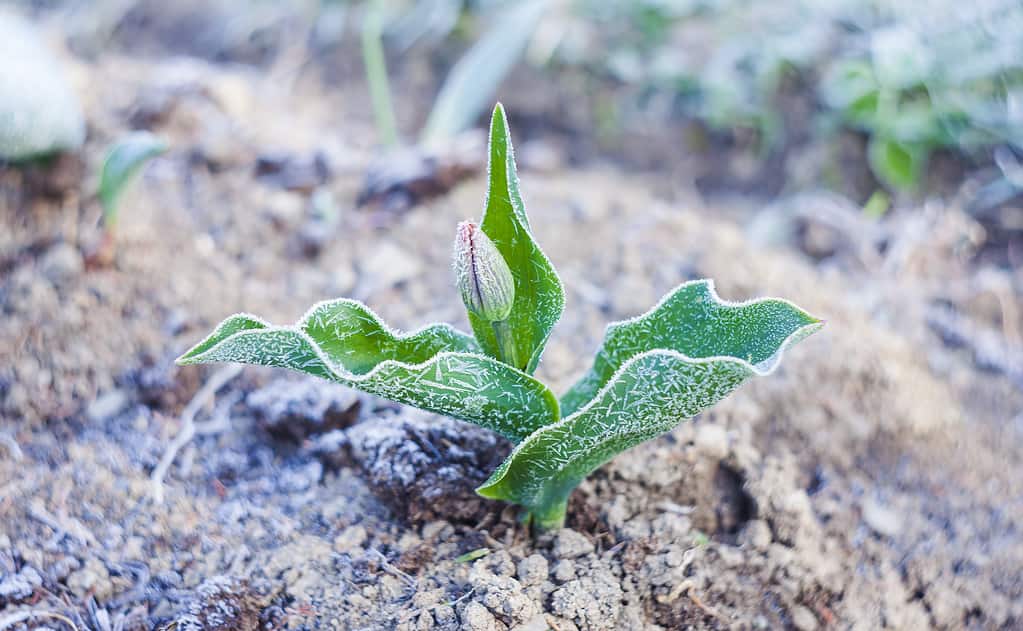 6 Reasons Laying Mulch in the Fall Is a Terrible Idea