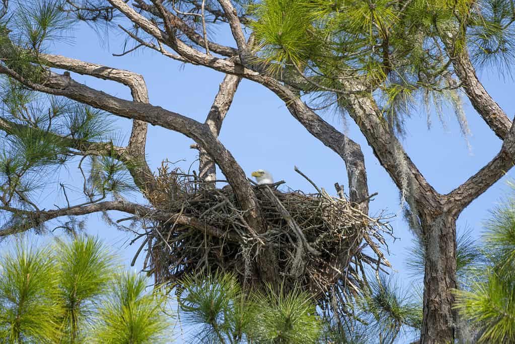 Discover 6 Types of Animal Homes (Nests, Burrows, and More!)