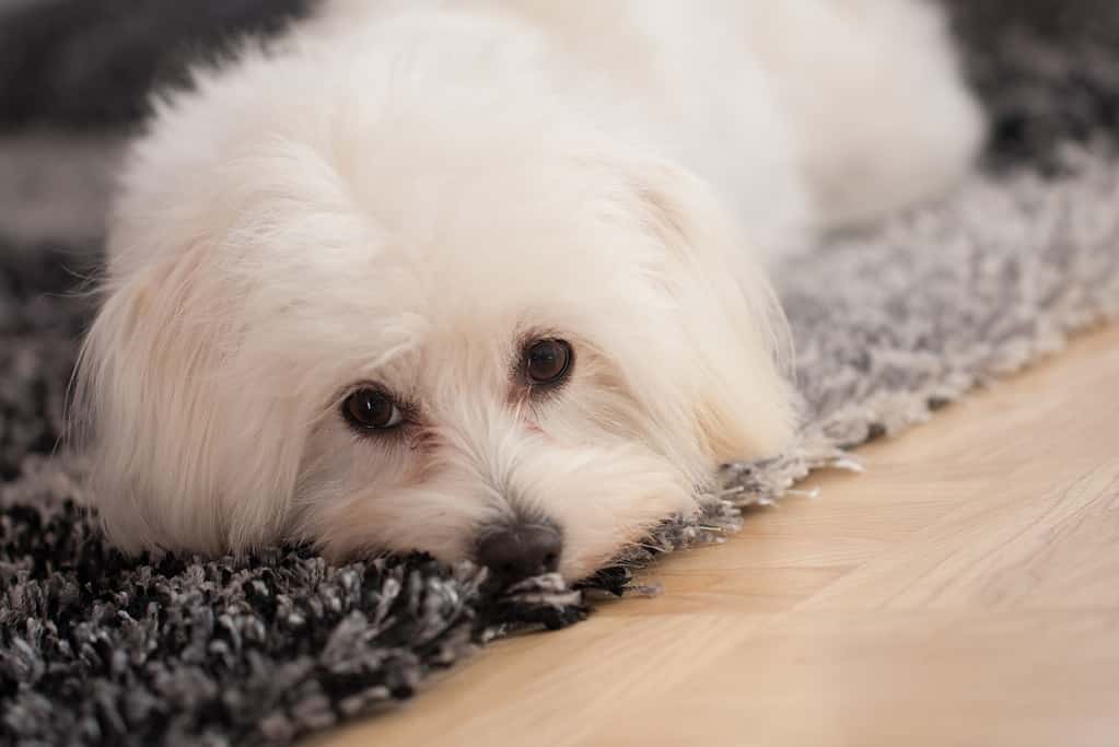 17 Common Maltese Health Problems & Concerns