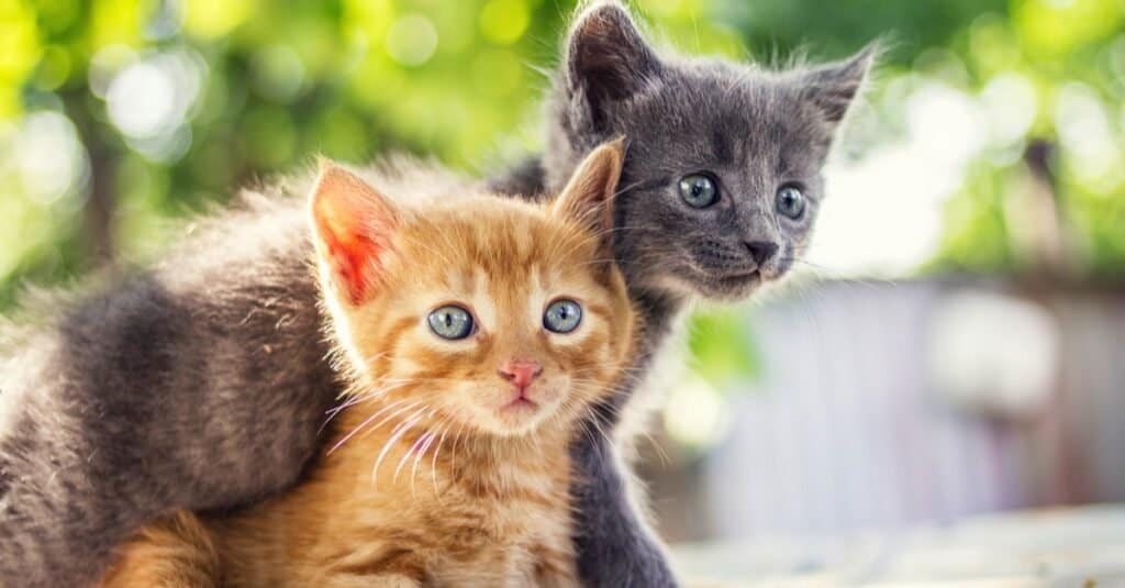 The 100  Best Cat Names That Start With M, Cat-egorized