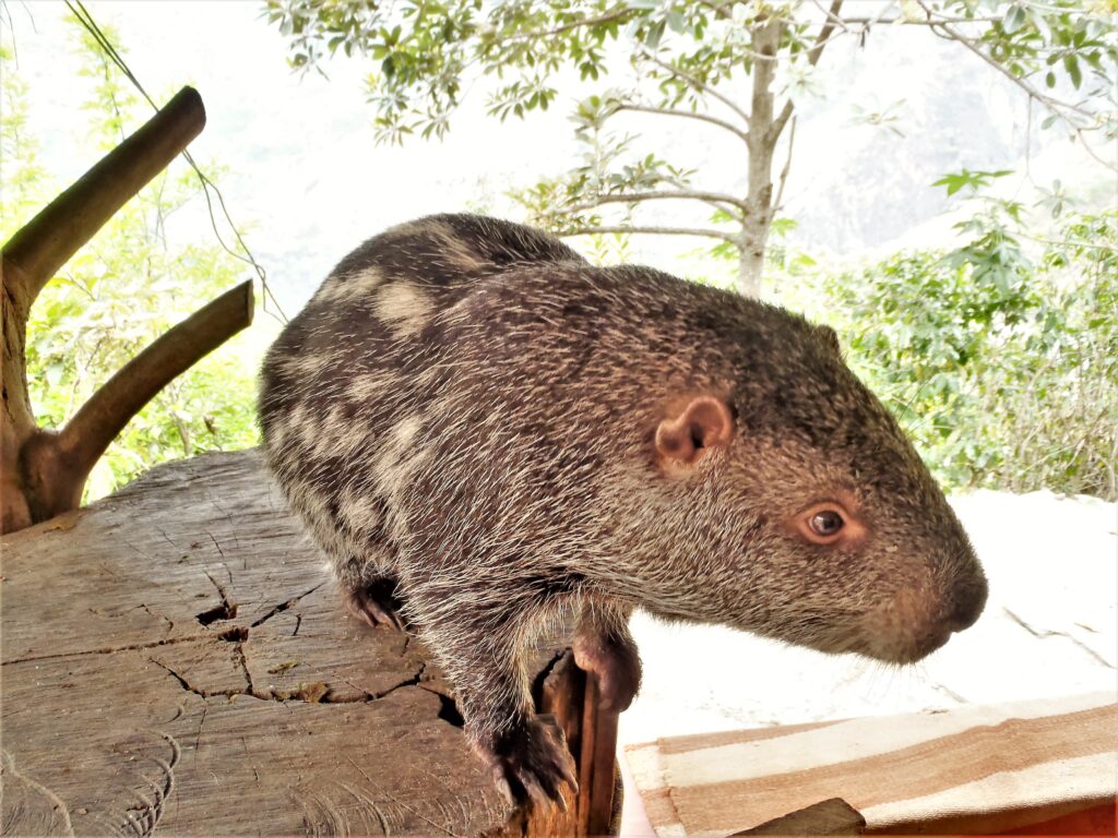 Meet the Pacarana: The Large and Slow-Moving Rodent of South America